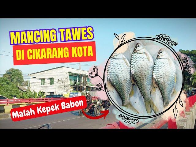 MANCING TAWES DI CIKARANG KOTA‼️MALAH KEPEK BABON BABON‼️#kepek