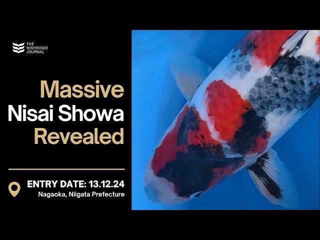 From Special Tosai to Stunning Nisai Showa | The Nishikigoi Journal | EP #068