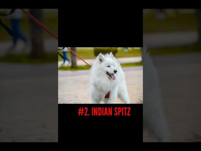 TOP 5 CHEAPEST DOG BREED IN INDIA 2022.  #shorts