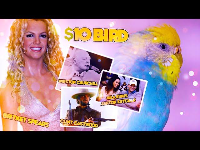 The Secret Lives of Celebrity Budgie Owners