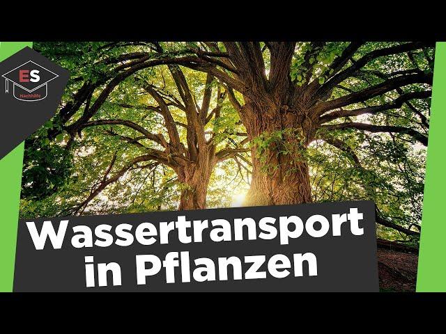 Wassertransport in Pflanzen - Wie trinken Pflanzen? - Wassertransport in Pflanzen einfach erklärt!