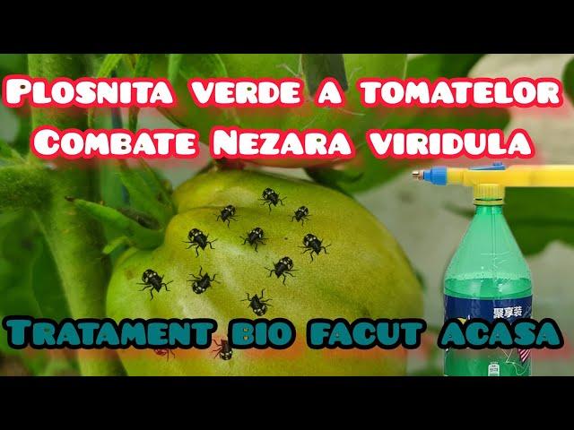 Insecticid Natural pentru Plosnita Verde a Tomatelor sau Nezara Viridula