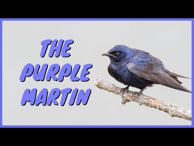 The Purple Martin: Everything You Need To Know | ID, Call/Song/Sound, House, Flying, Male and Female