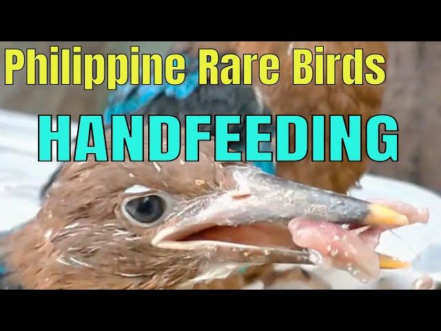 Handfeeding Rare Birds #babybird #meskipops #birds