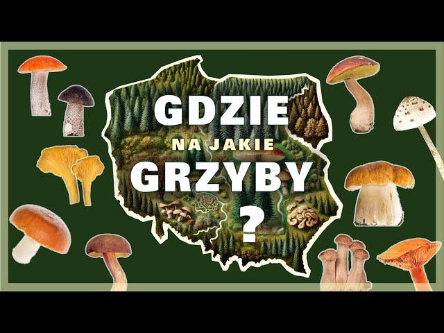 Gdzie rosną grzyby? Tajemnica Mikoryzy i Najlepsze Miejsca na Grzybobranie