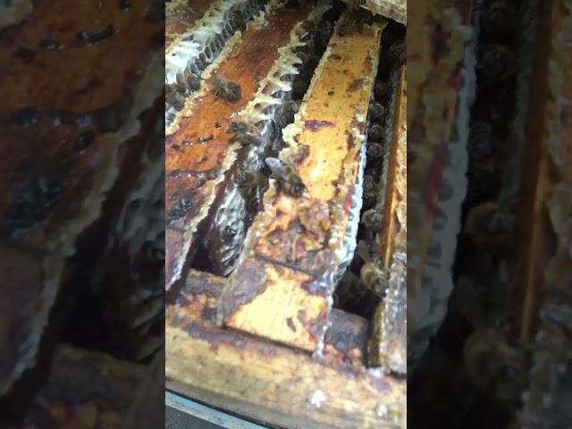 КАК РАБОТАЕТ БАКФАСТ НА ГЛАВНОМ МЕДОСБОРЕ #bee #beekeeper #beekeeping