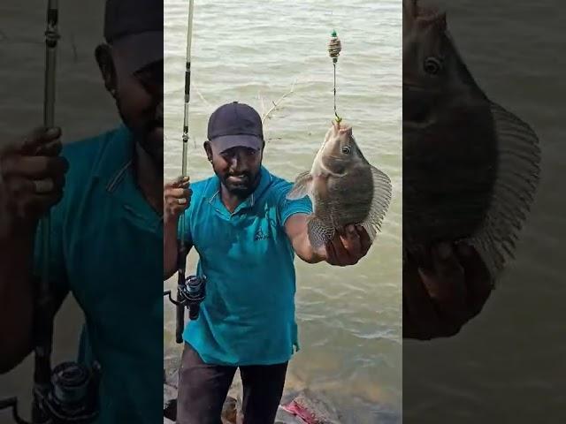 #Big Size Tilapia Fish Catching Amazing Fishing #Shortvideo