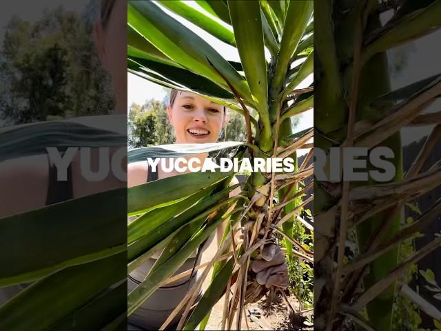yucca diaries, part 3: the dumpster arrives #diyshorts #yucca #backyardlandscaping #diy #landscape