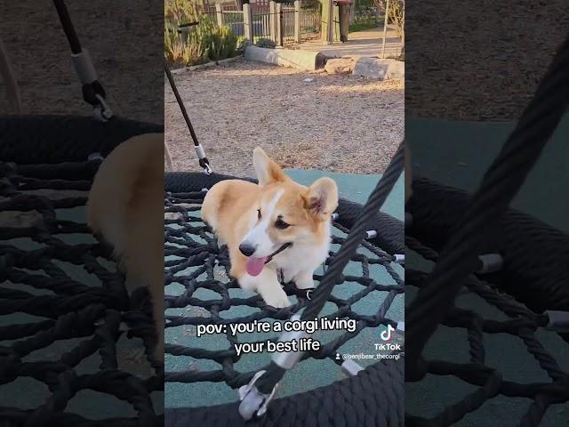 He loves the swing #corgis #pov #trending