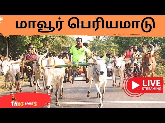 மாவூர் 9-பெரியமாடு- பந்தயம் நேரலை|-08-06-2024