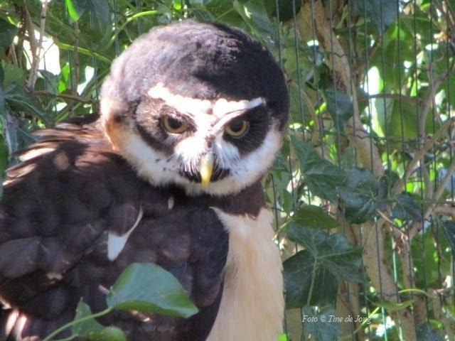 Dagje uit naar het Uilen en Dierenpark de Paay in Beesd door Tine de Jong