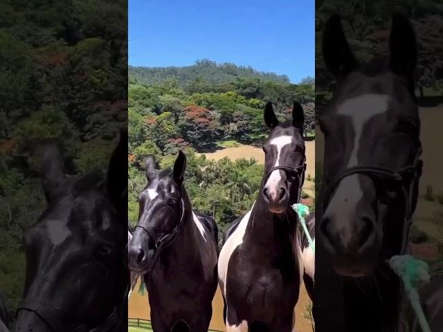 CAVALOS PAMPA DE PRETO! QUAL GOSTOU MAIS? #cavalo #mangalargamarchador #fyp