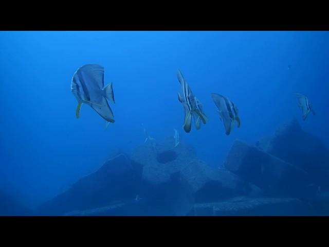 #170124 #Okinawa #Diving #a school of Longfin Batfish