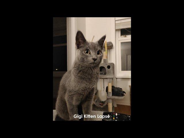 Russian blue kitten lapse - 1 year in 10 mins