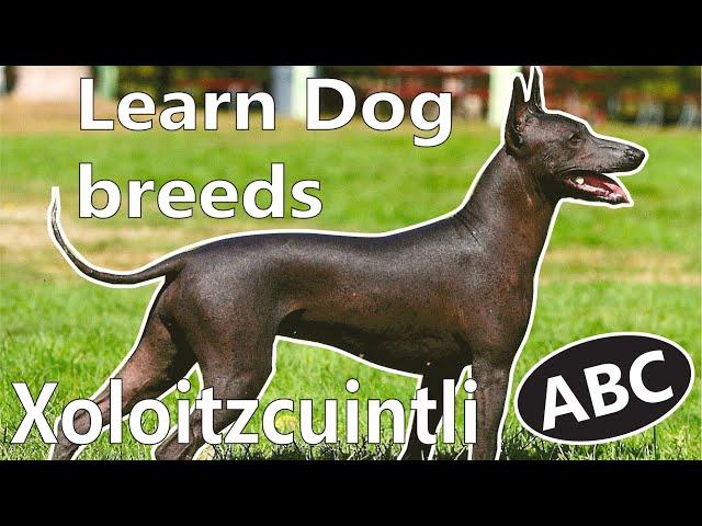 Alphabet Dog breeds/ ABC Dogs for Kids / Learn Dog breeds / Most famous Dogs breeds from A - Z