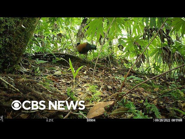 Bird not seen for 140 years captured on camera