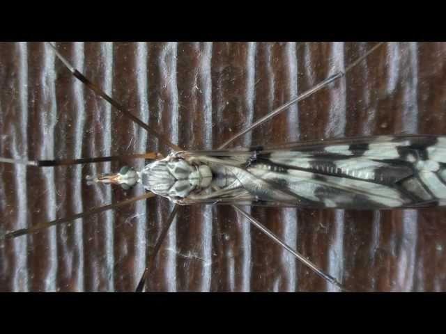 Tipula Crane Fly (Tipulidae: Tipula trivattata) Close-up
