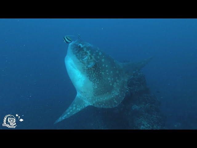 Best of Diving with Mola Mola & Mantas in Bali - Nusa Penida