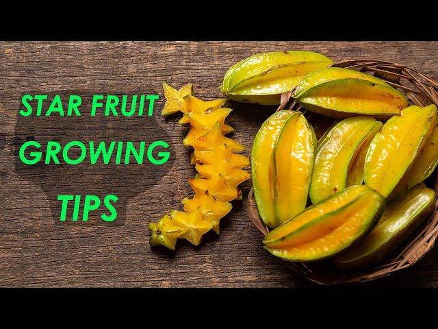 Star Fruit Growing TIps