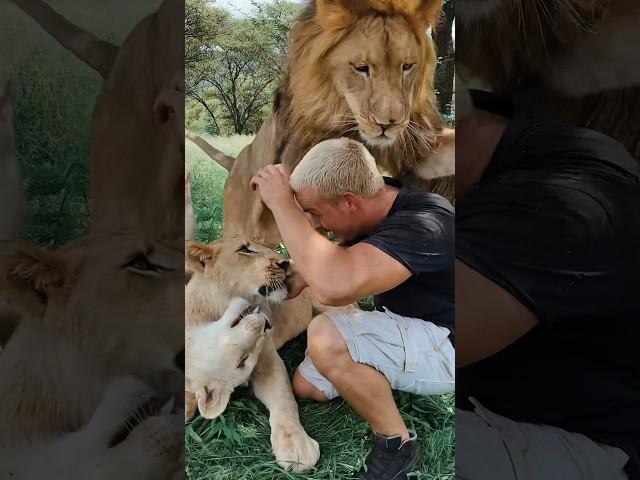 Lion Tackle me #lion #deanschneider #wildlife