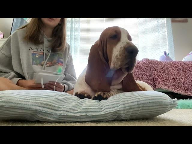 The Pros and Cons of a Basset Hound! 