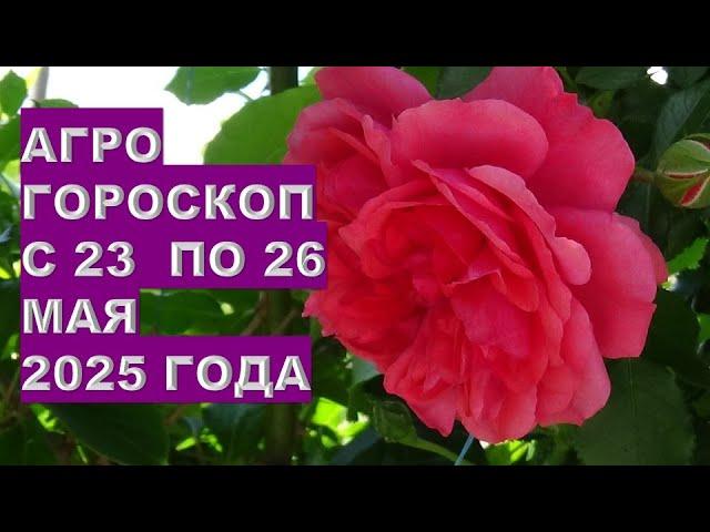 Лучшие советы для огорода и сада с 23 по 26 мая 2025 года!