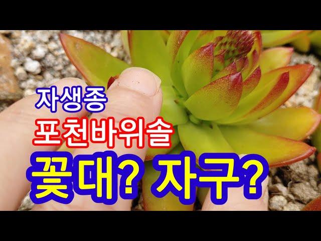 #자생종바위솔 #포천바위솔 #자구? #꽃대?