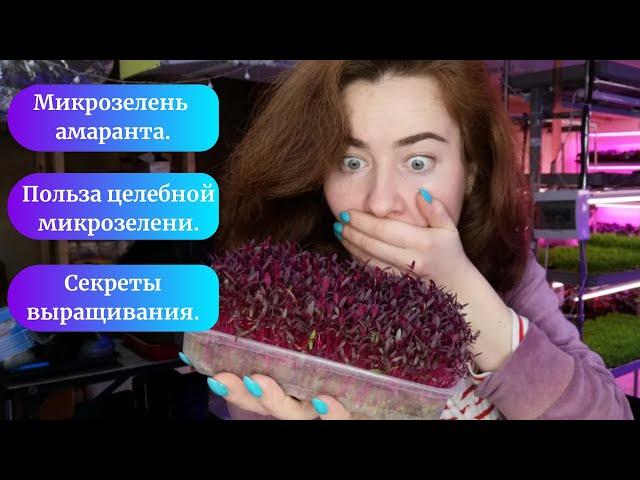 Микрозелень амаранта "Красный король" и "Красный вулкан" все секреты как выращивать #микрозелень