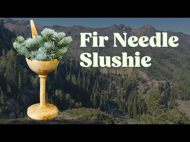 Making a slushie out of wild-foraged tree needles