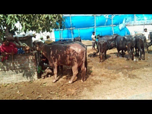 फैजाबाद की सबसे बड़ी भैंस बाज़ार /Buffalo market Faizabad 