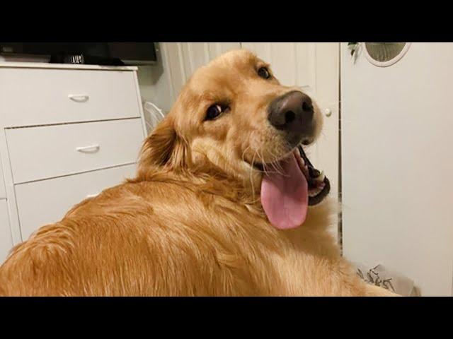 Dog Doing Funny Things - Best of Funny Animals Videos