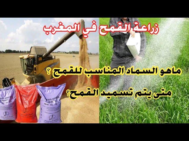 مشروع مربح زراعة القمح في المغرب ماهو السماد المناسب للقمح؟ ومتى يتم تسميد القمح؟