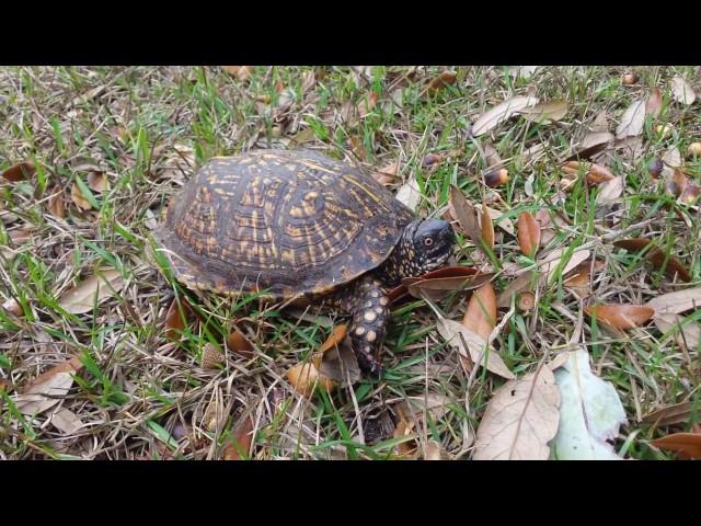 Box turtle hisses and hides