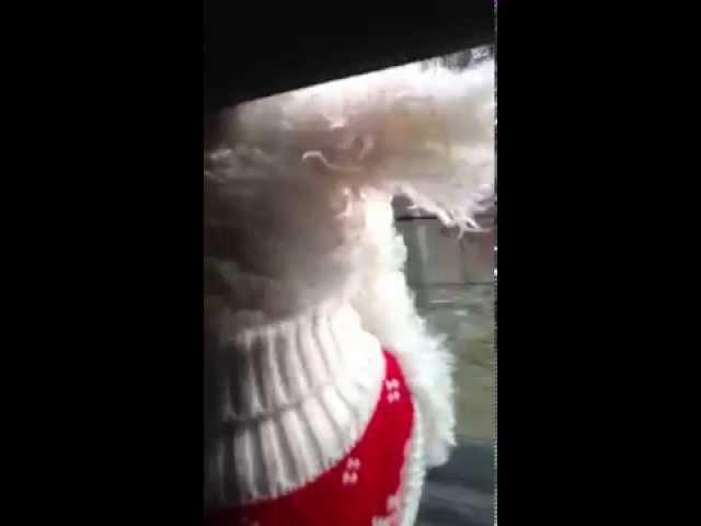 Bichon Ears and window breezes