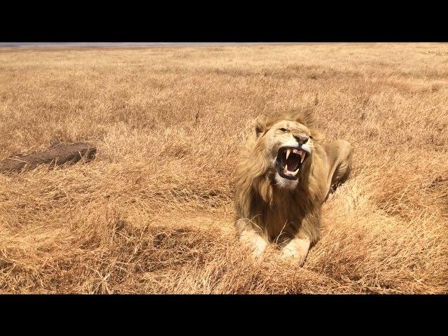 majestic male lion (majestätischer männlicher Löwe)