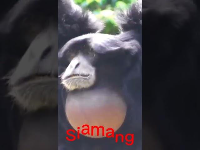 Siamang