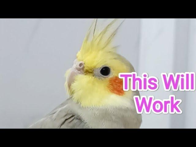 This Will Make Your Cockatiel Sings 