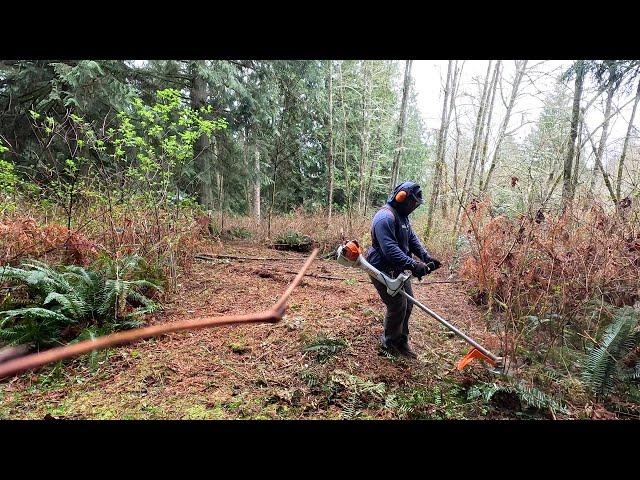 Mowing Down THICK FOREST of BRAMBLE!