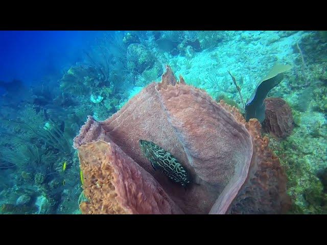 Diving Belize, Glover's Reef Atoll,  Off The Wall Dive Center and Resort, February 2024