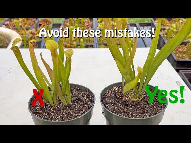 Repotting Sarracenia, Venus Flytraps, and Sundews in Midseason.