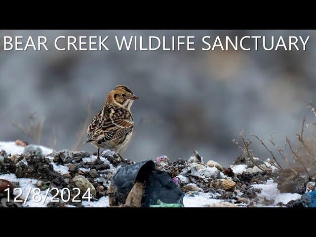 Bear Creek Wildlife Sanctuary - 12/8/2024