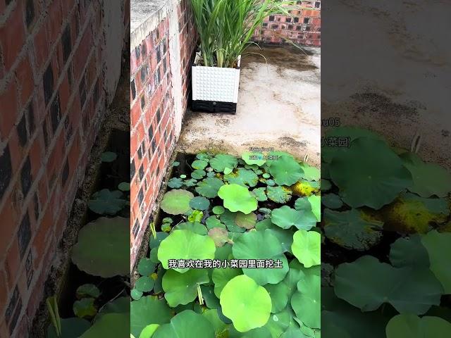 这是我的楼顶小菜园，只要把菜种好，我就很有成就感，你也喜欢种菜吗？#蔬菜种植