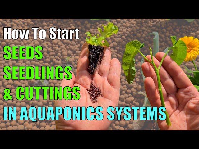 3 Ways to Start Plants in an Aquaponic System