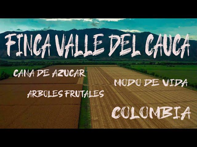 "Vida en la Finca: Un Vistazo a la Agricultura Tradicional en el Velle de Cauca, Colombia"