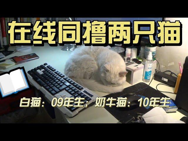 10+岁的猫咪是如何求撸的 | How 10+ year old cats request touching~