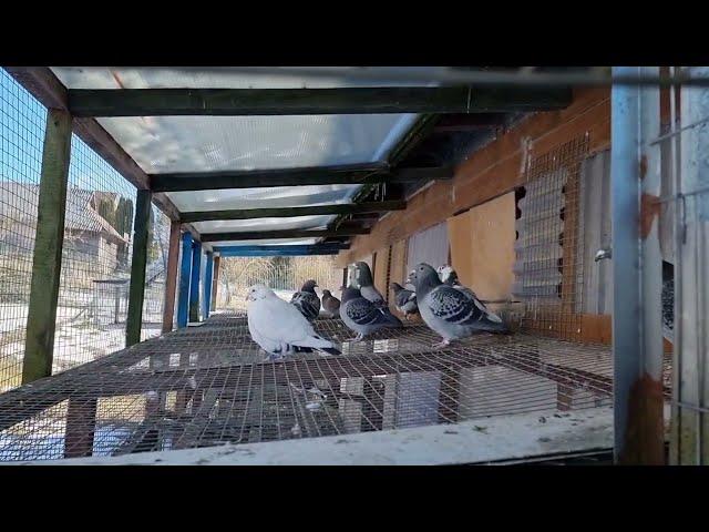 Racing pigeons Slava Ukraine 2022-03-10