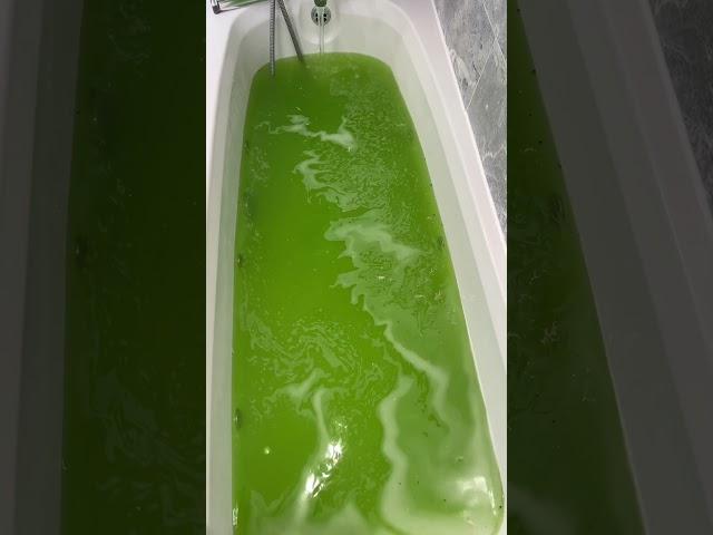 The Lush Shrek bath bomb #lush #shrek #lushshrekbathbomb #fyp #lushshrek #bathbomb #swamp