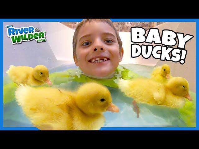 Kids #STAYHOME with BABY DUCKS! Play #withme