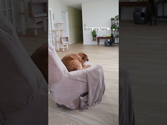 Cat Launches Balls at the Dog