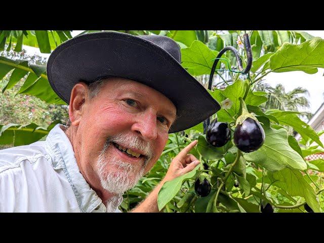 July Garden Update after Hurricane Beryl at Deep South Texas